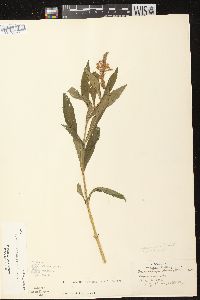 Physostegia virginiana subsp. virginiana image