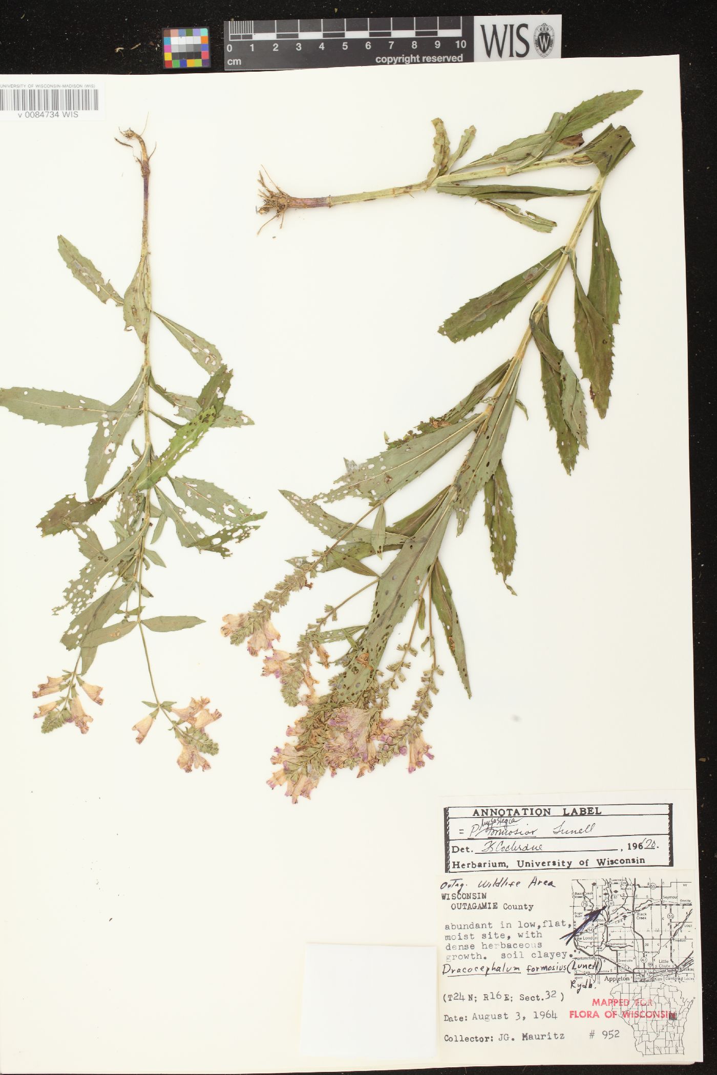 Physostegia virginiana subsp. virginiana image