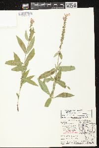 Physostegia virginiana image