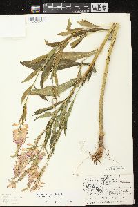 Physostegia virginiana subsp. virginiana image