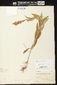 Physostegia virginiana subsp. virginiana image