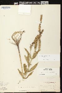 Physostegia virginiana subsp. virginiana image