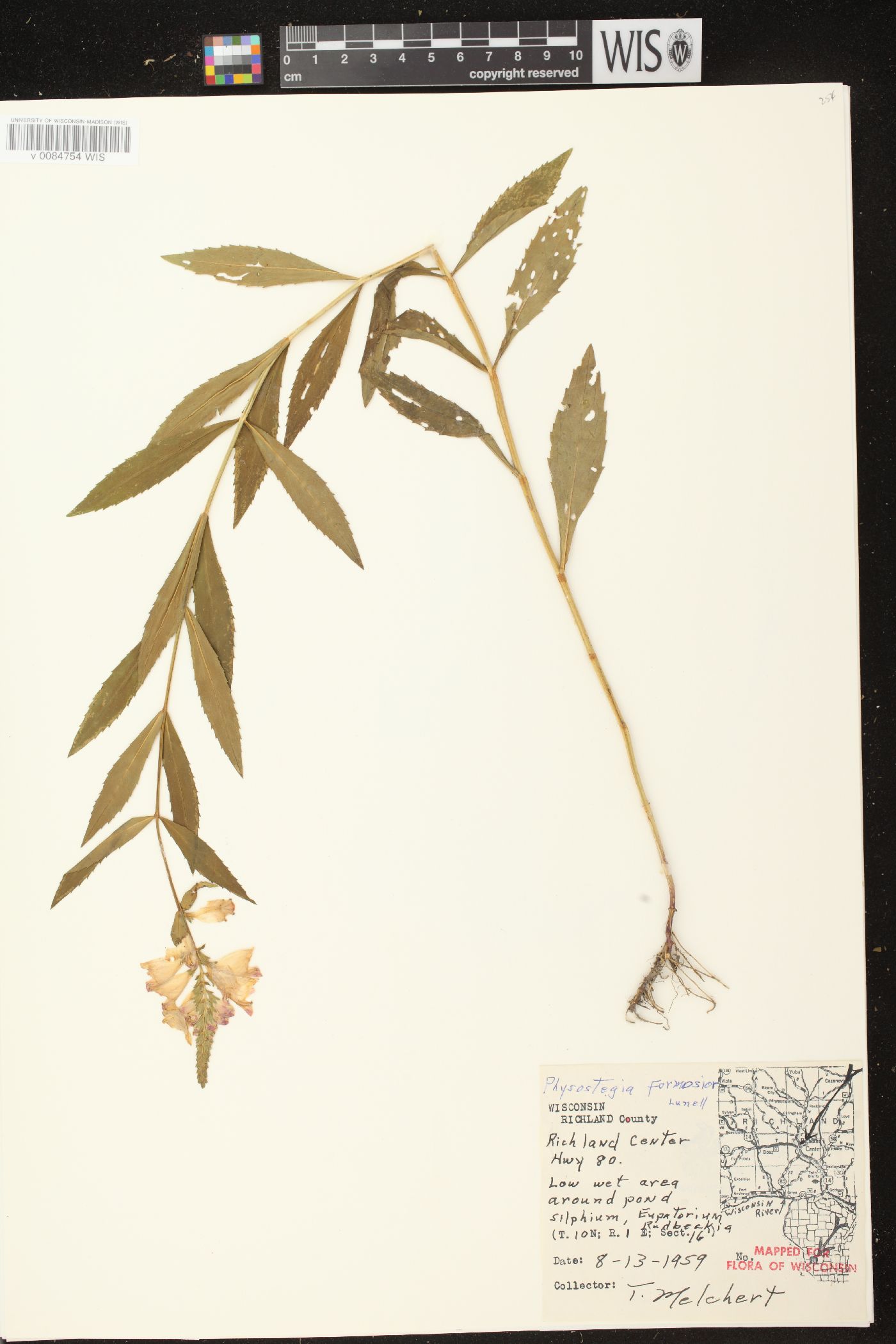 Physostegia virginiana subsp. virginiana image