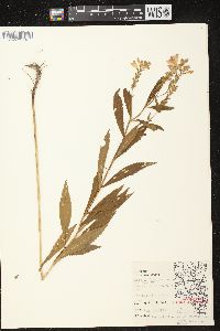 Physostegia virginiana image