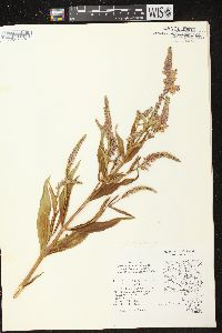 Physostegia virginiana subsp. virginiana image