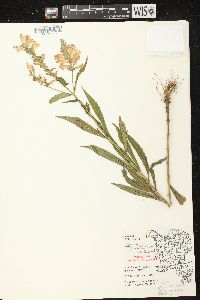 Physostegia virginiana image