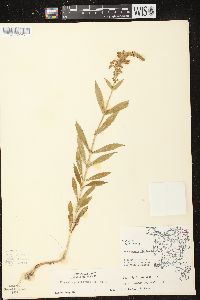 Physostegia virginiana image