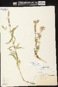 Physostegia virginiana image