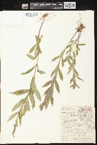 Physostegia virginiana subsp. virginiana image