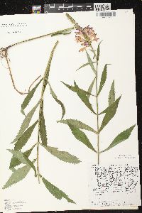 Physostegia virginiana image