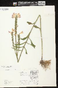 Physostegia virginiana image