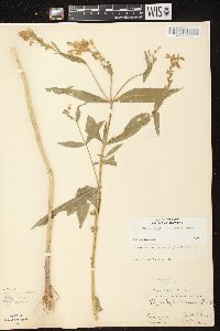 Physostegia virginiana image