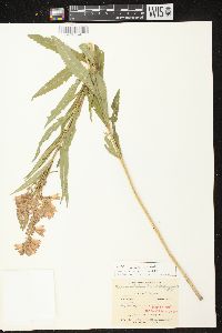 Physostegia virginiana subsp. virginiana image