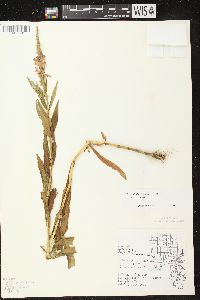 Physostegia virginiana image