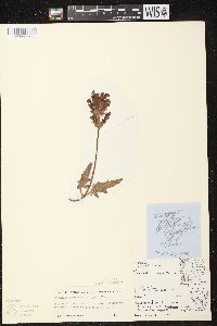 Image of Prunella laciniata