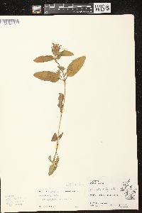 Prunella vulgaris subsp. lanceolata image