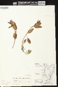 Prunella vulgaris subsp. lanceolata image