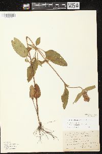 Prunella vulgaris subsp. lanceolata image