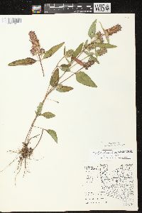 Prunella vulgaris subsp. lanceolata image