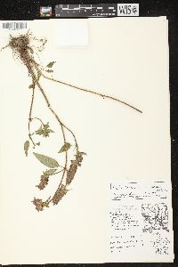 Prunella vulgaris subsp. lanceolata image