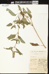 Prunella vulgaris subsp. lanceolata image