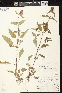 Prunella vulgaris subsp. lanceolata image