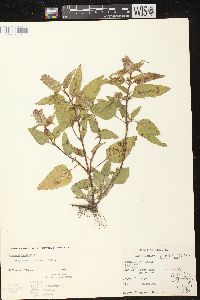 Prunella vulgaris subsp. lanceolata image