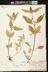 Prunella vulgaris subsp. lanceolata image