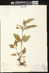 Prunella vulgaris subsp. lanceolata image