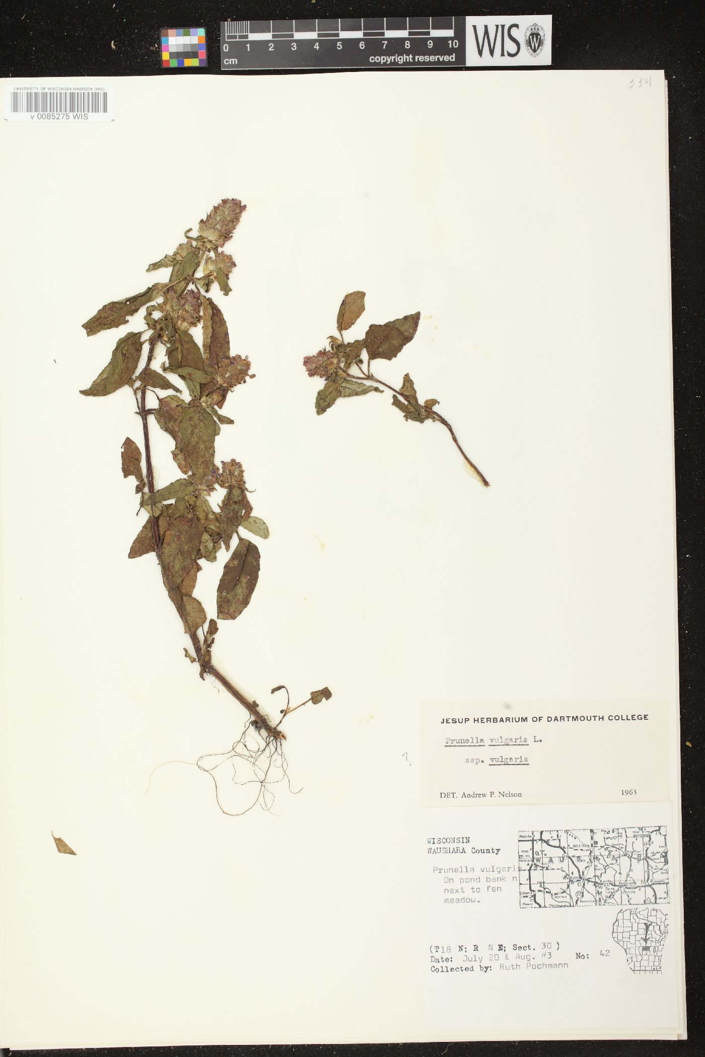 Prunella vulgaris subsp. vulgaris image