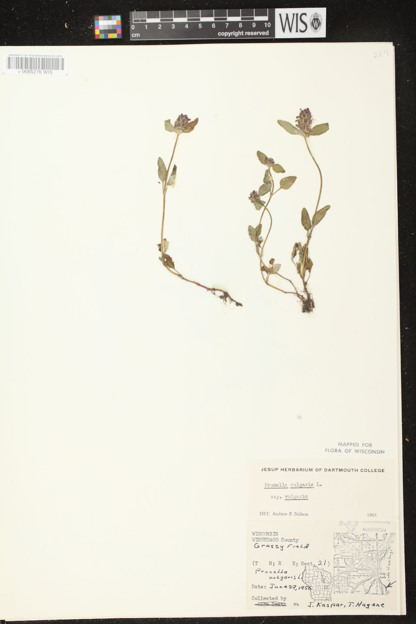 Prunella vulgaris subsp. vulgaris image