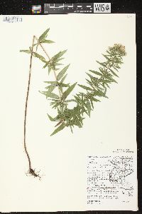 Pycnanthemum virginianum image