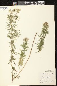 Pycnanthemum virginianum image