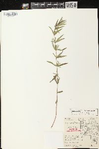 Pycnanthemum virginianum image