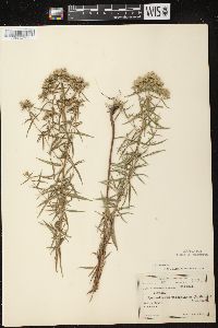 Pycnanthemum virginianum image