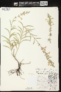 Salvia azurea var. grandiflora image