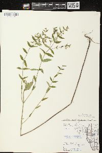 Scutellaria galericulata image