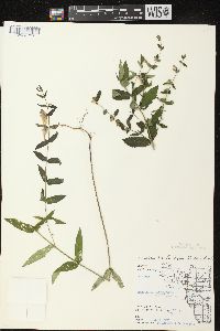 Scutellaria galericulata image