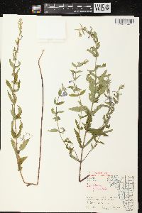 Scutellaria galericulata image