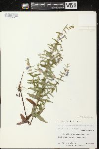 Scutellaria galericulata image