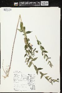 Scutellaria galericulata image