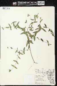 Scutellaria galericulata image