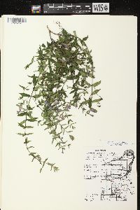 Scutellaria galericulata image