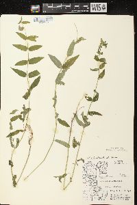 Scutellaria galericulata image