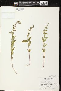 Scutellaria galericulata image