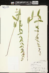 Scutellaria galericulata image