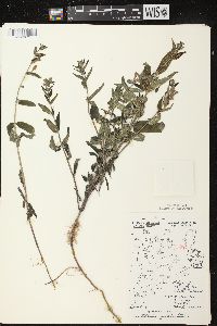 Scutellaria galericulata image