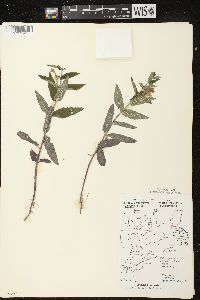 Scutellaria galericulata image