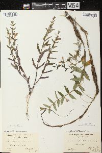 Scutellaria galericulata image