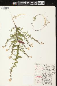 Scutellaria galericulata image